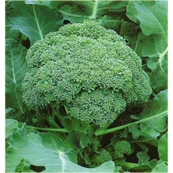 Nasiona Kalafior zielon brokul szt.5 Nxx347